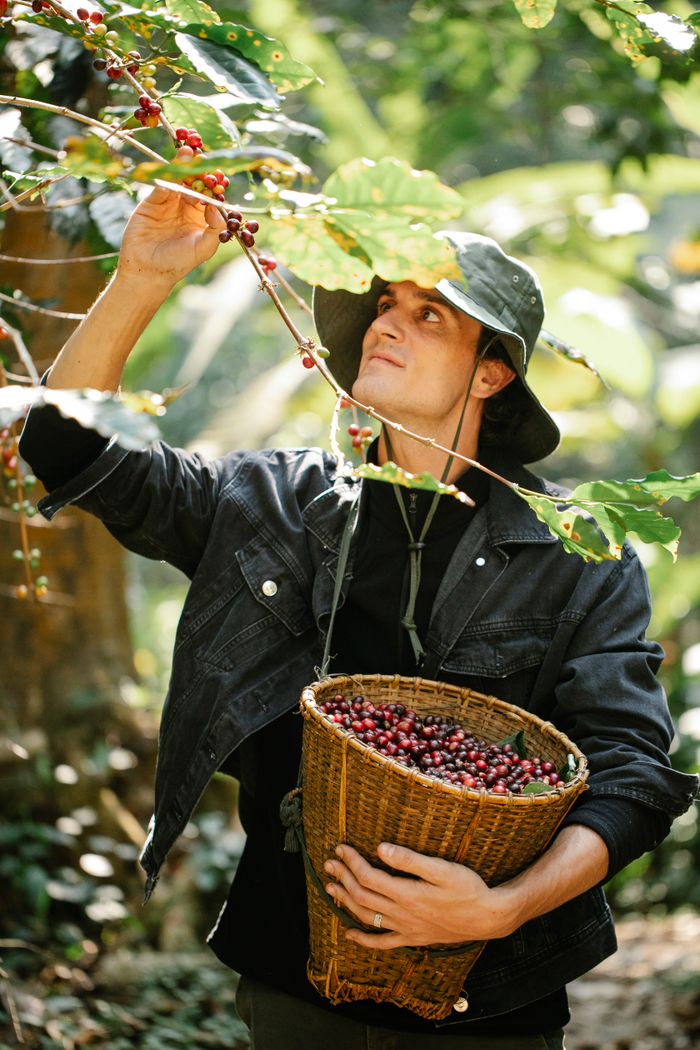 Concentrated young male farmer in casual clothes and hat collecting coffee beans from tree branches into wicker basket on sunny day in garden